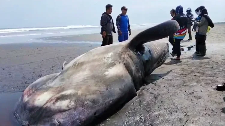 Tragis, Hiu Paus Jantan 8 Meter Mati Terdampar di Pesisir Jembrana