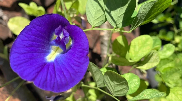 Bunga Telang, Si Cantik Berwarna Biru yang Ampuh Tangkal Radikal Bebas