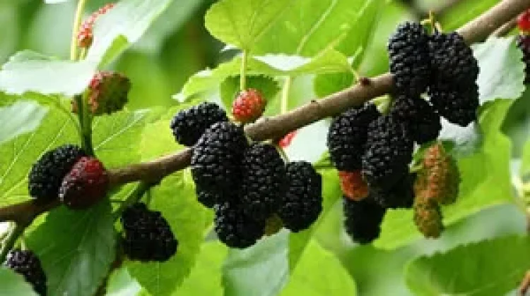 Intip Potensi Herbal Lokal, Daun Murbei Efektif Stabilkan Gula Darah dan Jantung