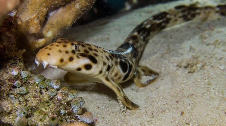 Hiu Betina di Tennessee Aquarium Berhasil Menetas tanpa Pejantan