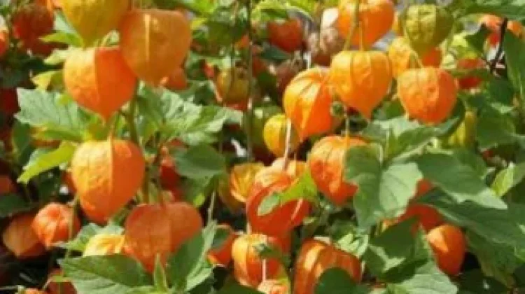 Tak Sekadar Buah Liar, Ini Beragam Manfaat Ciplukan untuk Kesehatan