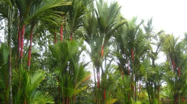 Manfaat Menanam Palem Merah di Rumah
