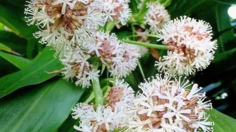 Dracaena Fragrans: Si "Pohon Besi" yang Membawa Wangi Surgawi dan Udara Bersih