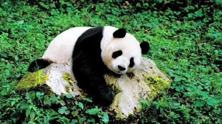 Studi Ungkap Rahasia Evolusi Pola Makan Panda Purba