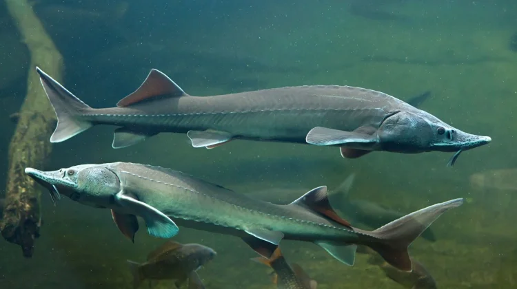 Sturgeon Makhluk Purba Air Tawar Berumur Ratusan Tahun