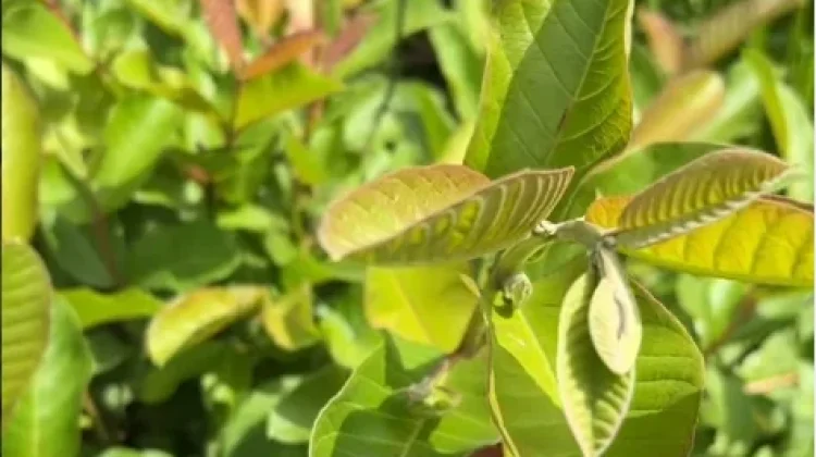 Daun Jambu Biji sebagai Obat Tradisional