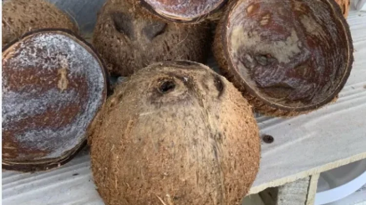 Manfaat Tempurung Kelapa bagi Kehidupan
