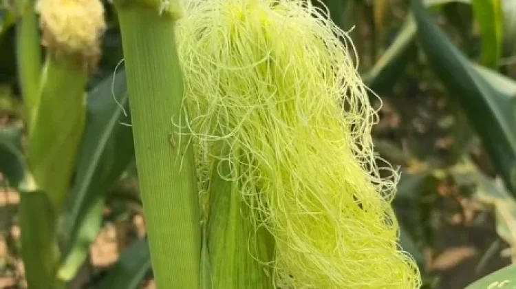 Rambut Jagung Kerap Diabaikan tetapi Punya Potensi Manfaat Kesehatan