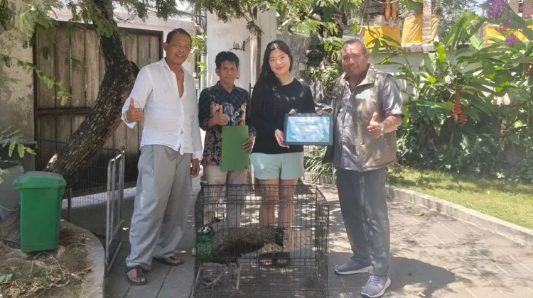 Warga Denpasar Laporkan Penemuan Merak Hijau, BKSDA Bali Langsung Evakuasi