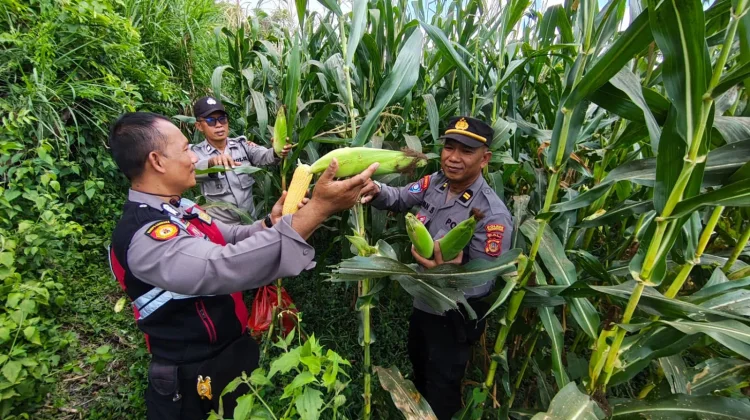 Polsek Gianyar Dukung Swasembada Pangan Melalui Panen Jagung di Subak Jro Kuta