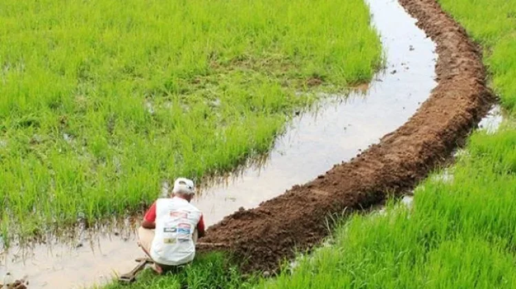 ketika Sawah Berubah Menjadi Bangunan, Apa yang Hilang?