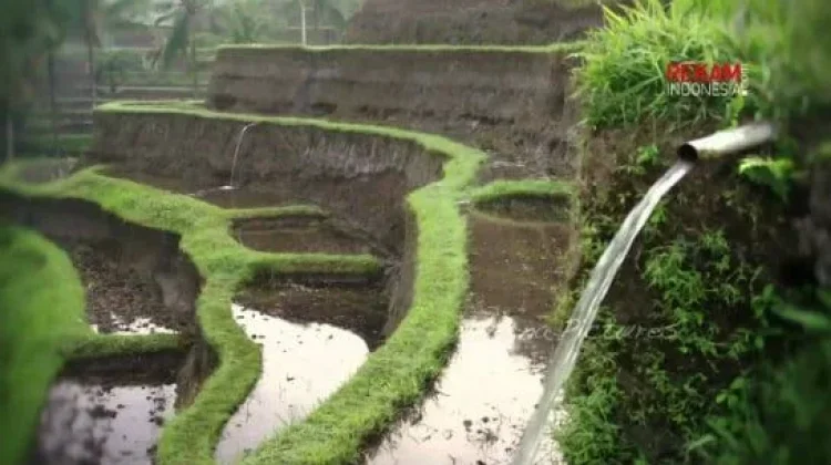 Petani Modern atau Menjual Sawah? Pilihan di tengah Perubahan Zaman