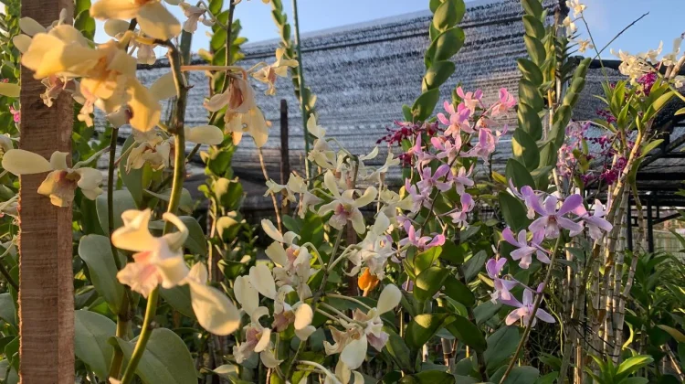Dari Hobi Menjadi Berkah, Kiat Sukses Rasmini Mengembangkan Megumi Garden Orchid