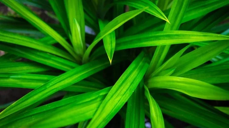 Daun Pandan: Lebih dari Sekadar Pengharum Masakan, Inilah Rahasia Kesehatannya