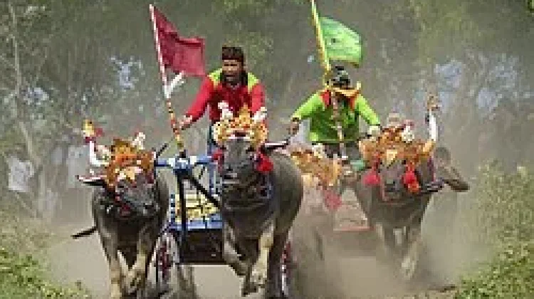 Makepung, Tradisi Balap Kerbau Khas Jembrana Bali