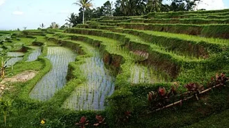 Subak, Sistem Irigasi Tradisional Bali Penuh Nilai Budaya