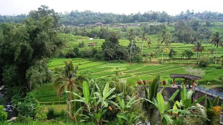 MoU Kontrak Harga Beri Kepastian Pasar bagi Petani dan Serap Hasil Pertanian
