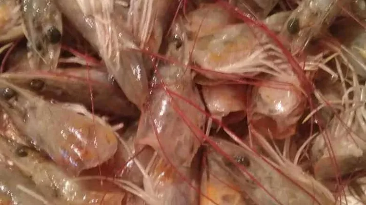 Tinggi Astaxanthin, Kepala Udang ternyata Bisa Jadi Suplemen Mahal