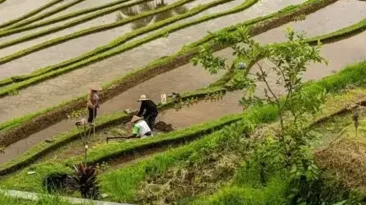 Dorong Pertanian Modern di Bali, Teknologi Harus Adaptif terhadap Karakter Subak