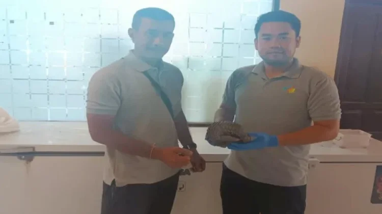 Warga Gianyar Serahkan Trenggiling Terluka ke BKSDA Bali