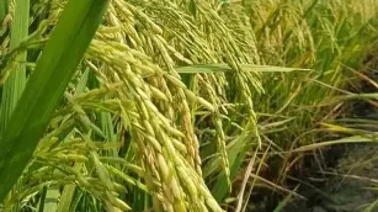 Hadapi Ancaman Kekeringan, Denpasar Genjot Penanaman Padi Tahan Kering