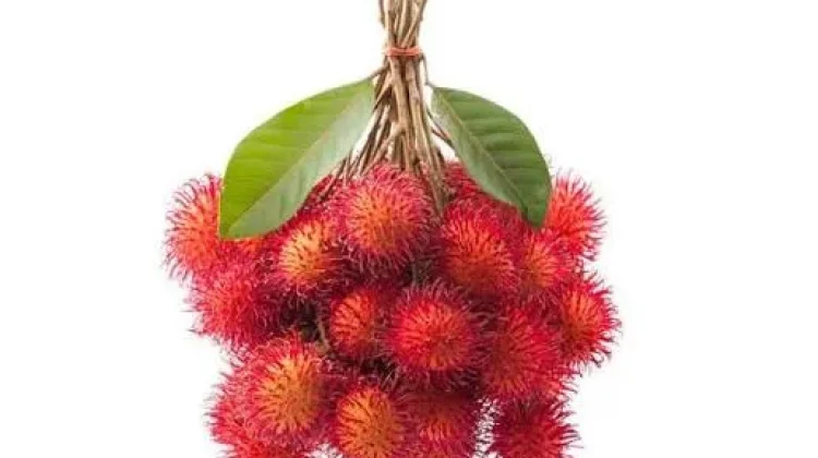 Buah yang Wujudnya Mirip Makhluk Dasar Laut ini ternyata Punya Potensi Luar Biasa