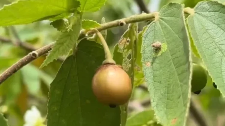 Manfaat Utama Buah Kersen untuk Kesehatan