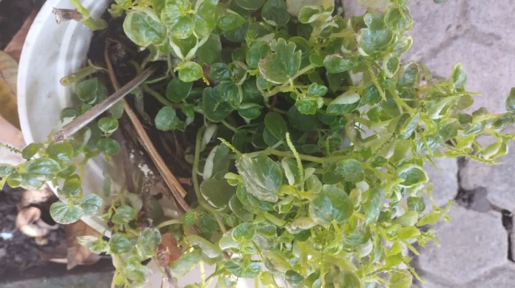 Sehat Alami dengan Herbal Sirih Cina