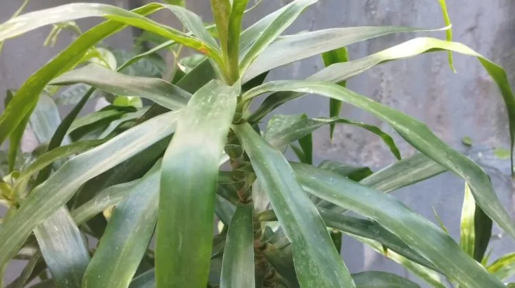 Daun Suji Pewarna Alami yang Aman dikonsumsi