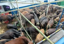 Lalu Lintas Ternak Sapi Diizinkan, Asalkan Kantongi SKKH