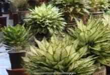 Pesona Aglonema, “Ratu Daun” Tanaman Hias Indoor
