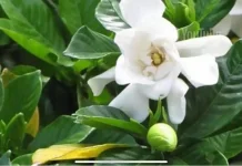 Bunga Kaca Piring, Si Putih Pengharum Alami Taman