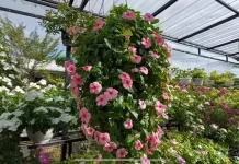 Vinca, Si "Kaya Manfaat" yang Mempercantik Halaman Rumah