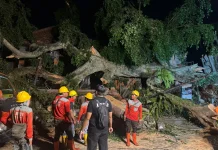 Pohon Beringin Raksasa Tumbang, Timpa Bangunan dan Mobil