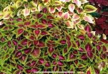 Miana, Si "Daun Pelangi" yang Kembali Menjadi Primadona