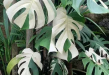 Monstera, Tanaman Interior Ikon Gaya Hidup Minimalis