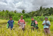Pendampingan Babinsa Sukseskan Panen Padi Getakan
