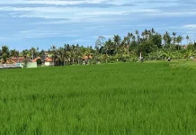 Dinas Pertanian Tabanan Dorong Kepesertaan AUTP
