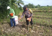Kolaborasi Petani Jagung di Gianyar, Dukung Ketahanan Pangan