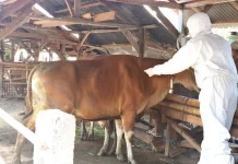 Peternak Sapi Tabanan Harapkan Vaksinasi LSD
