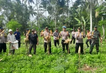 Dukung Asta Cita, Polsek Tegallalang Panen Jagung di Desa Pupuan