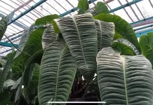 Anthurium Veitchii, Kemegahan "Sang Raja" dengan Daun Bergelombang