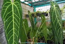 Anthurium Warocqueanum, Sang "Ratu" yang Megah dan Elegan