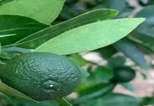Jeruk Purut Bali untuk penyedap Aroma Masakan