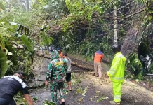 Pohon Tumbang di Payogan, Polsek Ubud bersama BPBD Lakukan Evakuasi