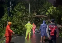 Polsek Kuta Utara Respon Cepat Laporan Pohon Tumbang di Jalan Bumbak