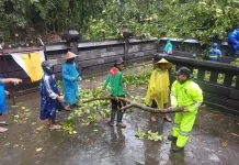 Cuaca Ekstrem, Polsek Mengwi Sigap Tangani Bencana Alam