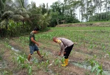 Dukung Ketahanan Pangan, Bhabinkamtibmas Desa Tusan Rawat Tanaman Jagung