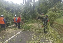 Babinsa Tangani Pohon Tumbang di Jalur Pura Luhur Batukau