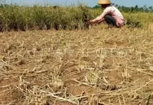 Distan Denpasar Sosialisasikan Varietas Tahan Hujan